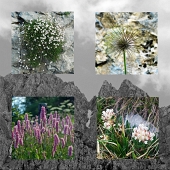 11 - Fiori alpini